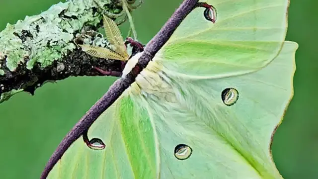 Video thumbnail for The Least Helpful Animal Adaptations