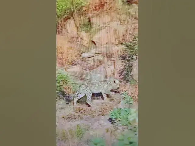 Video thumbnail for #Cheetah stalks other animals