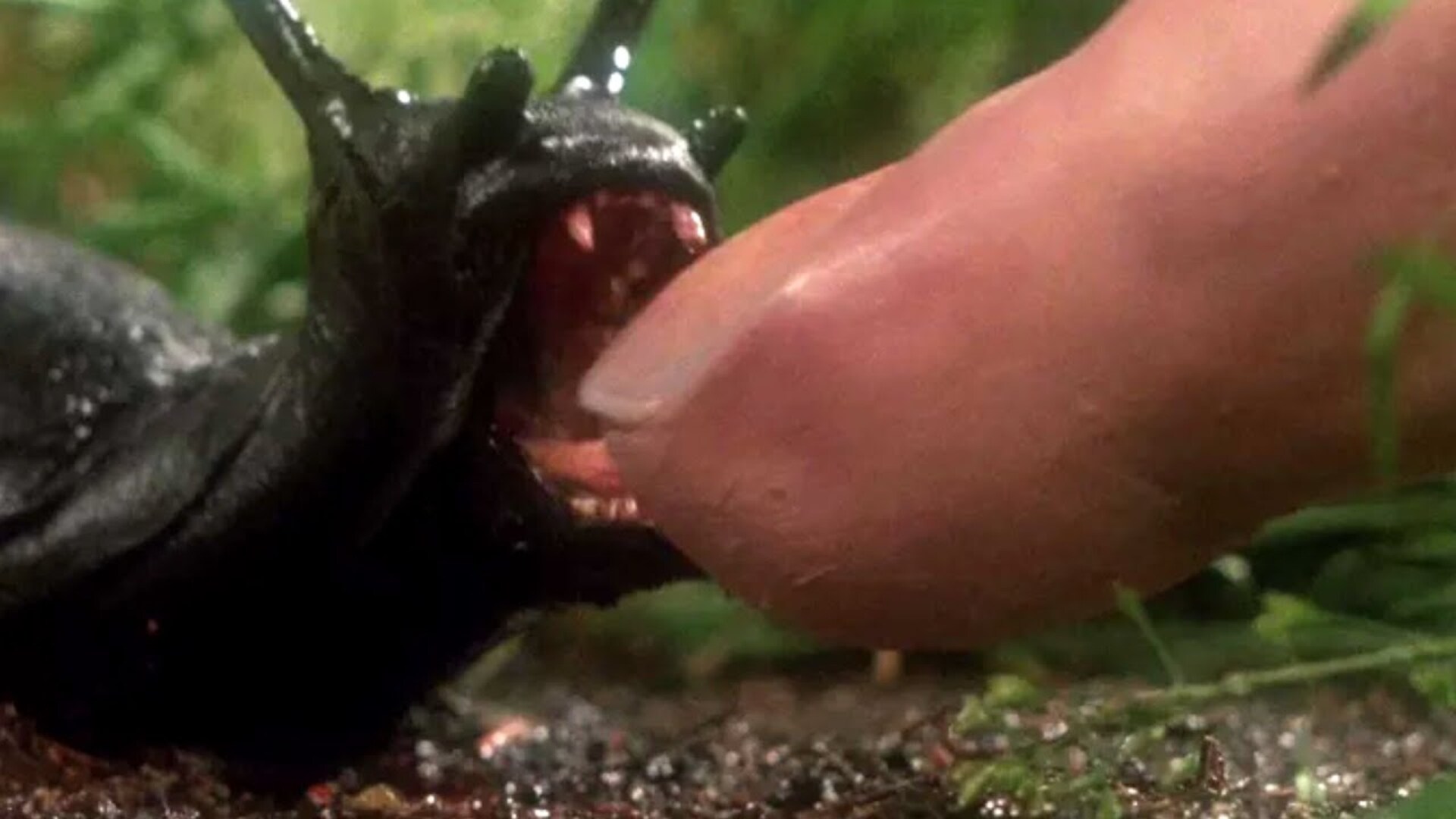 Video thumbnail for The Most Savage Animal Attack Horror Movies