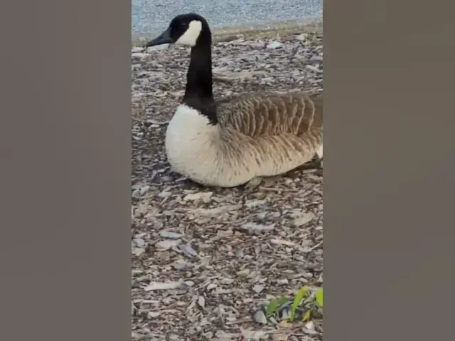 Video thumbnail for #beautiful# Geeses #walking# around# the #park# with# babies,