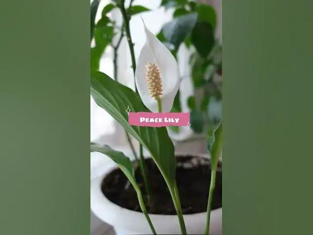 'Video thumbnail for Beautiful Flowers That Grow in Dark'