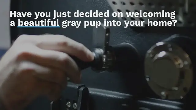 Video thumbnail for 200+ Gray Dog Names For Your Silvery Pup