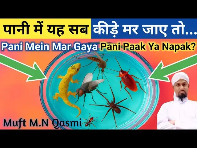 Video thumbnail for Pani Me Chipkali, Makdi, Cockroach Ya Chinti Mar Jaye To Kya Pani Napaak Ho Jata Hai? Islami Hukm