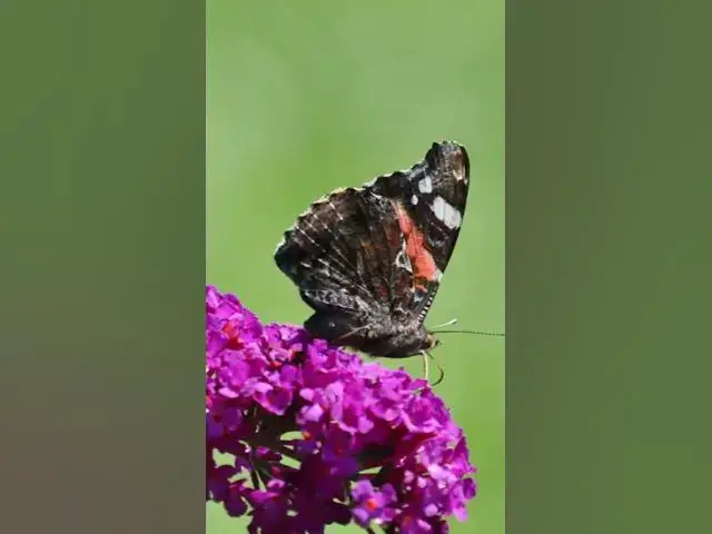 'Video thumbnail for 5 Stunning Purple Flowers to Transform Your Garden'