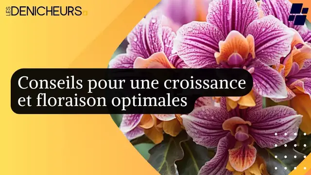 Video thumbnail for 💐⭐️Orchidée phalaenopsis : conseils pour une croissance et floraison optimales