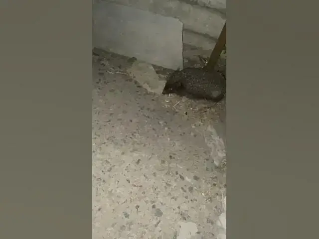 Video thumbnail for Curious hedgehog😍😘🥰#shorts