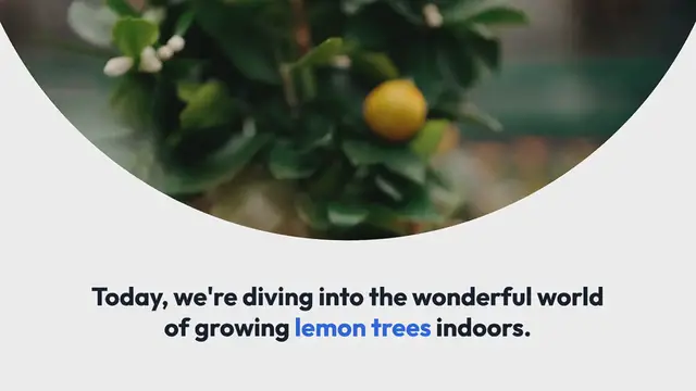 Video thumbnail for How_to_Grow_Lemon_Trees_Indoors
