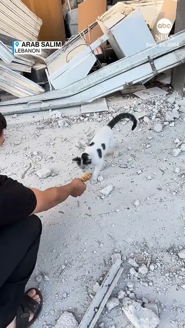 Video thumbnail for Locals residents in Lebanon rescued and adopted a cat who survived a deadly Israeli airstrike, giving him food and milk and taking him home to wash off rubble dust.