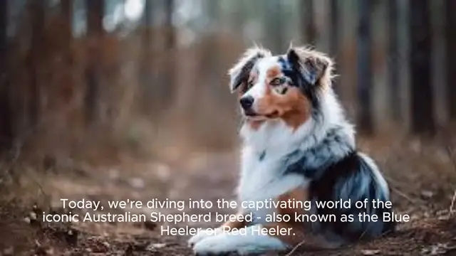 Video thumbnail for Australian Shepherd