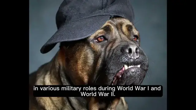 'Video thumbnail for History of the Rottweiler'