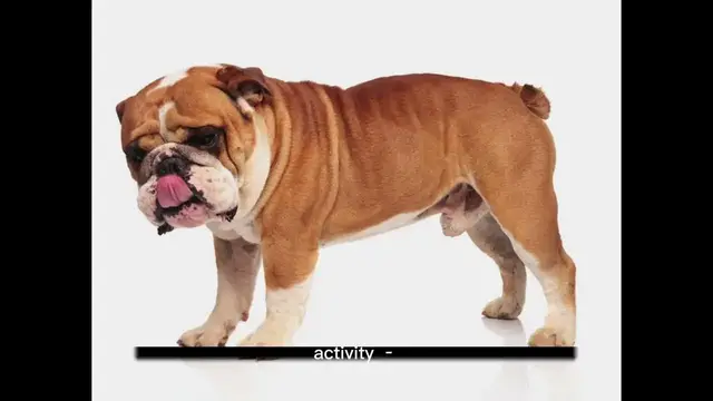 'Video thumbnail for History of Bulldog'