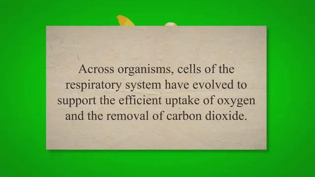 Video thumbnail for Structure and Function of Cells in the Respiratory System