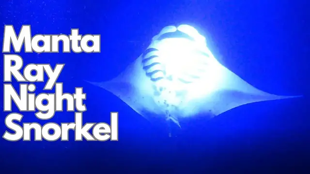 Video thumbnail for Manta Ray NIGHT Snorkel Tour || Hawaii Big Island, Kona