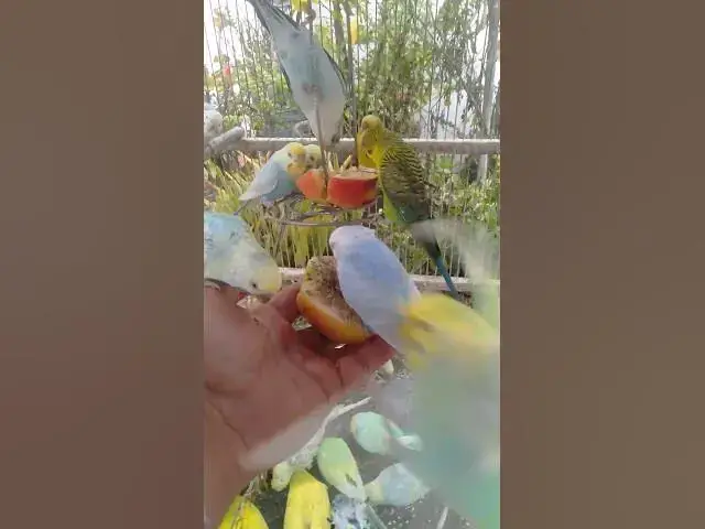 Video thumbnail for 🛍️日本で話題の新作インコ用品🐦✨ #おすすめ 🛍️