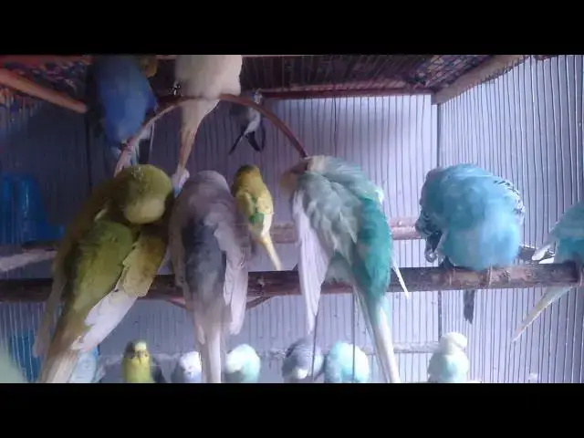 Video thumbnail for インコケア9分講座！毎日できるシンプル習慣✨