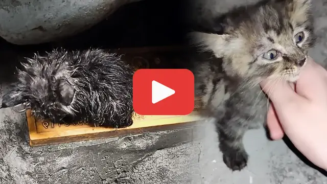 Video thumbnail for Soaked, Shivering, and Ignored—The Lonely Kitten No One Noticed
