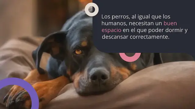 Video thumbnail for Las 8 mejores camas para perros grandes