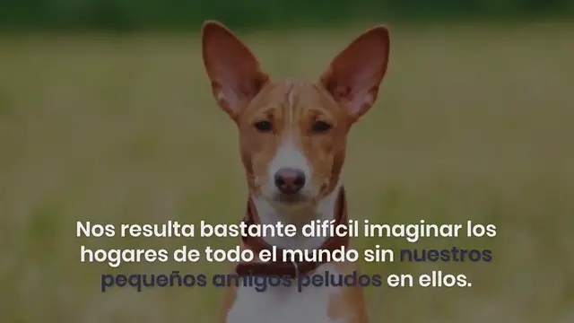 Video thumbnail for Las 16 razas de perros más antiguas del mundo