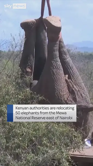 Video thumbnail for Overpopulated elephants relocated in Kenya
