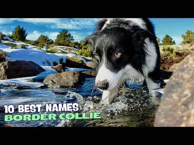 Video thumbnail for 10 Best Names for Border Collies! 🏞️