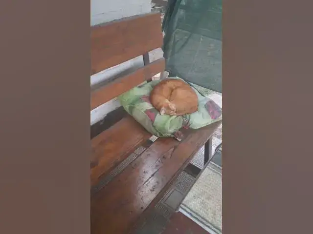 Video thumbnail for Happy cat😍😘🥰#shorts