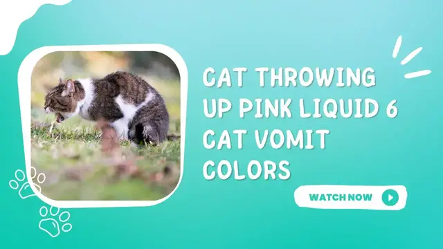'Video thumbnail for Cat Throwing Up Pink Liquid 6 Cat Vomit Colors'