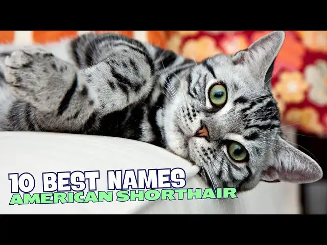 Video thumbnail for 10 Best Names for American Shorthair Cats! 🐱