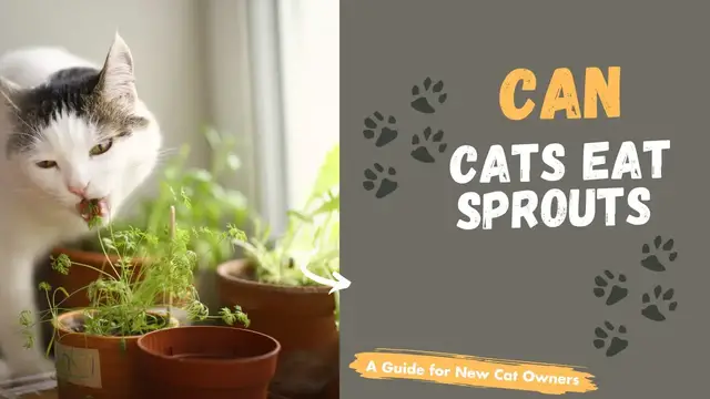 Video thumbnail for Can Cat East Veggies? Safe List