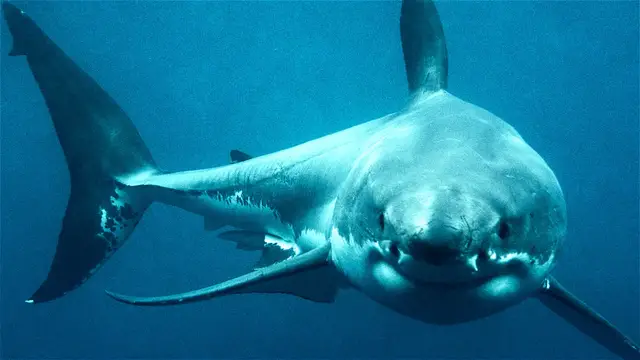 Video thumbnail for Jaws Was Actually Inspired By This Living Nightmare