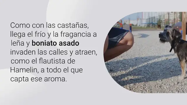 Video thumbnail for ¿Los perros pueden comer boniato?