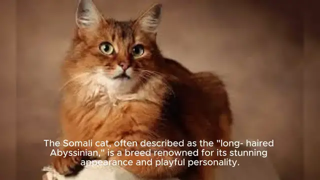 Video thumbnail for Somali Cat