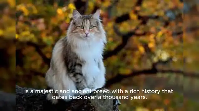 Video thumbnail for Norwegian Forest Cat