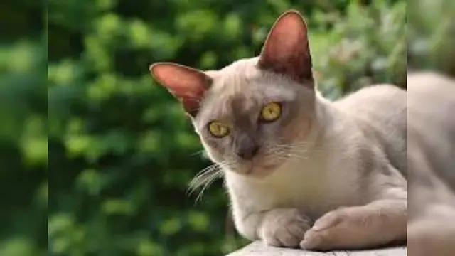 Video thumbnail for Burmese Cat