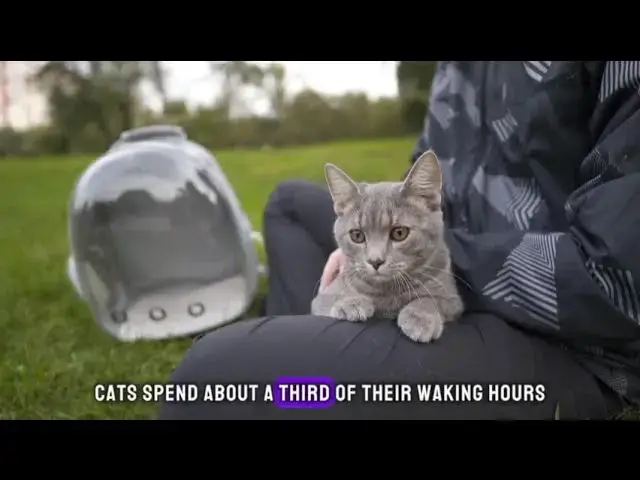 Video thumbnail for Whiskers and Wonders: 10 Fascinating Cat Facts