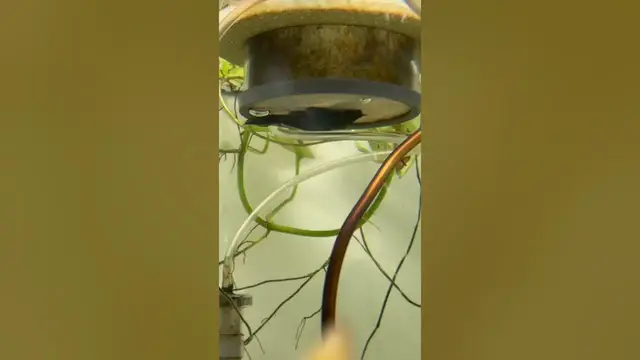 Video thumbnail for Female l183 bristlenose pleco hanging out