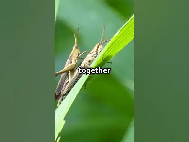 Video thumbnail for Courting Crickets in Thailand: A Serenade of Love!