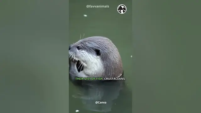 'Video thumbnail for Otter Odyssey Life Along the River's Edge #shorts #otter'