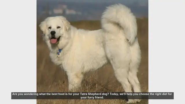 Video thumbnail for Best Diet for Your Tatra Shepherd Dog: Essential Tips