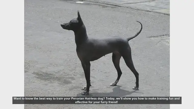 Video thumbnail for Effective Training Tips for Your Peruvian Hairless Dog