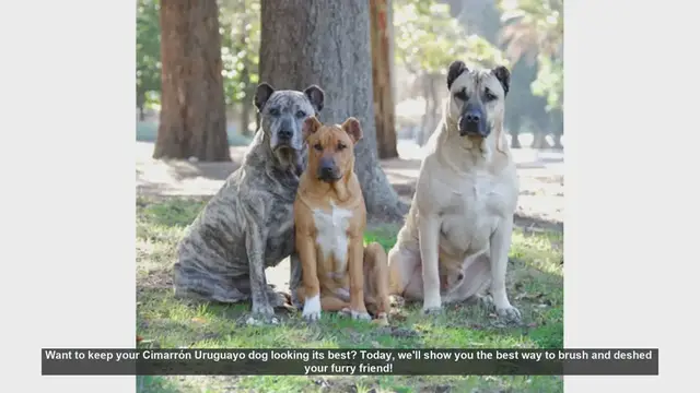 Video thumbnail for How to Brush and Deshed Your Cimarrón Uruguayo Dog