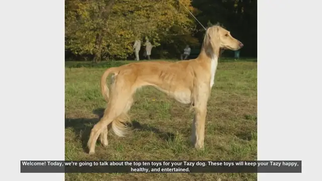 Video thumbnail for Top 10 Toys to Keep Your Tazy Dog Happy and Healthy