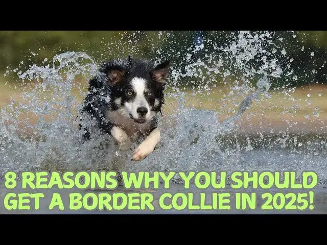 Video thumbnail for 8 Reasons Why You Should Get a Border Collie in 2025! 🐕