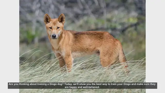 Video thumbnail for How to Train Your Dingo Dog: Tips for a Happy and Well-Behaved Pet