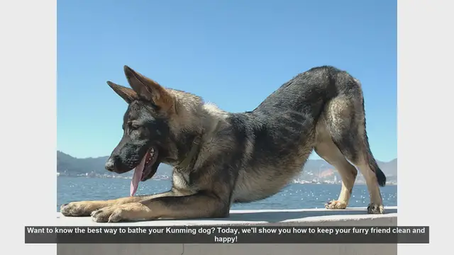 Video thumbnail for How to Bathe Your Kunming Dog: Step-by-Step Guide