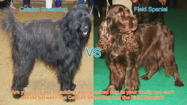 Video thumbnail for Catalan Sheepdog vs. Field Spaniel: A Comprehensive Breed Comparison