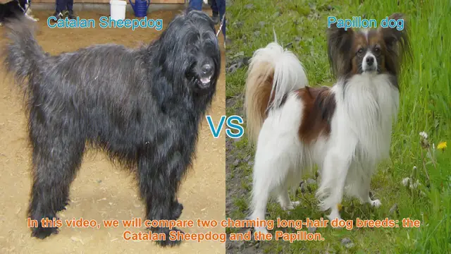 Video thumbnail for Comparing Catalan Sheepdog and Papillon: Which Breed is Right for You?