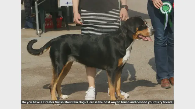 Video thumbnail for How to Brush and Deshed Your Greater Swiss Mountain Dog