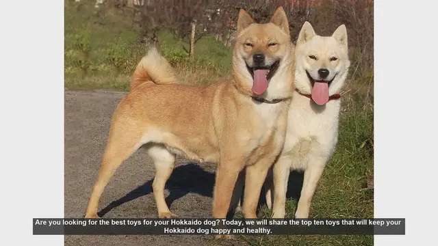 Video thumbnail for Top 10 Toys to Keep Your Hokkaido Dog Happy and Healthy