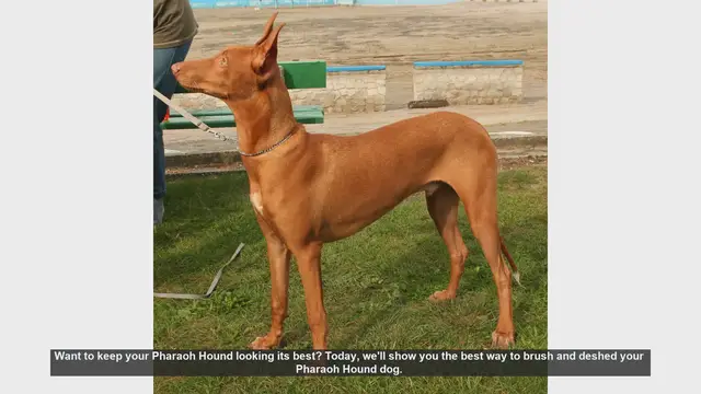 Video thumbnail for How to Brush and Deshed Your Pharaoh Hound: Essential Tips