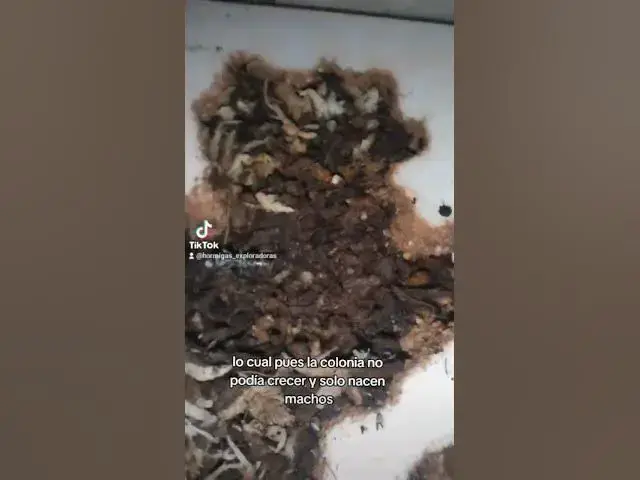 Video thumbnail for ¿Es el fin de las Diacamma?😓 #viral #shorts #diacammarugosum #hormigas